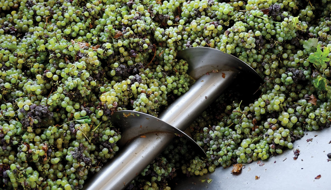 Food Processing & Filtration